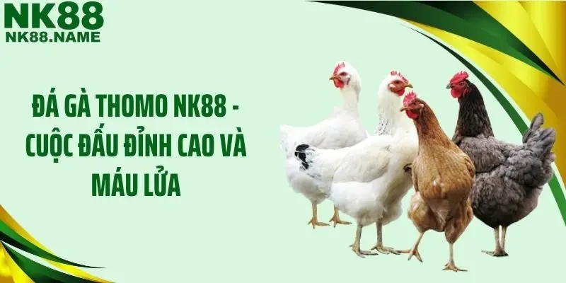 Đá Gà Thomo NK88 - Cuộc Đấu Đỉnh Cao Và Máu Lửa