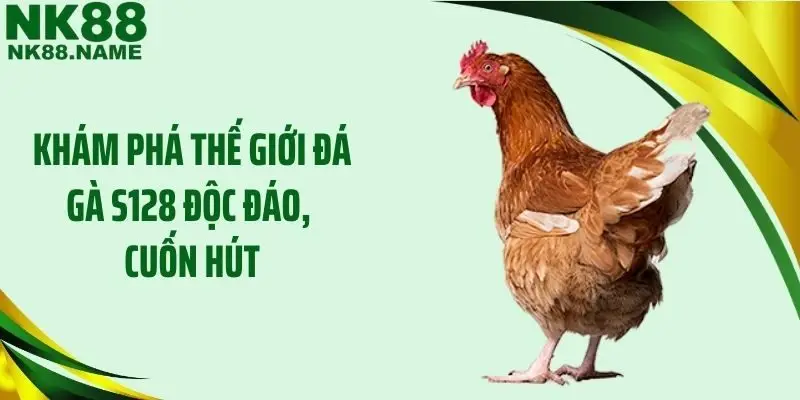 Khám phá thế giới đá gà S128 độc đáo, cuốn hút