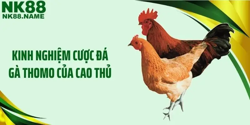 Kinh nghiệm cược đá gà Thomo của cao thủ